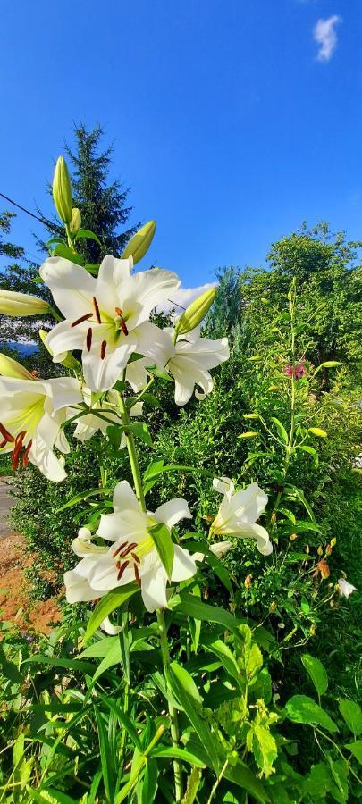 Casa Andreea Si Grigore Ursu Borşa エクステリア 写真