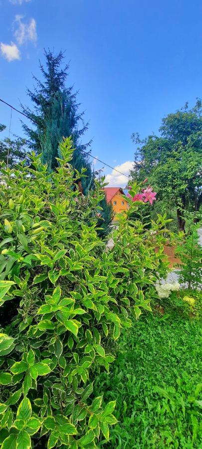 Casa Andreea Si Grigore Ursu Borşa エクステリア 写真
